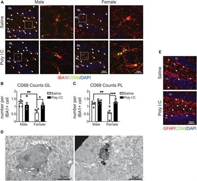 Sex Differences of Microglia and Synapses in the Hippocampal Dentate Gyrus of Adult Mouse Offspring Exposed to Maternal Immune Activation